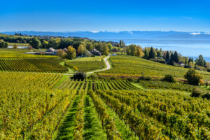 Deutschland, Baden-Württemberg, Bodensee, Hagnau am Bodensee, Vordergrund Weingut Aufricht, Stetten, Blick von Kriegsgräberstätte Lerchenberg Deutschland, Baden-Württemberg, Bodensee, Hagnau am Bodensee, Vordergrund Weingut Aufricht, Stetten, Blick von Kriegsgräberstätte Lerchenberg